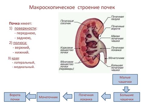 Почему посажены почки: преимущества и принципы