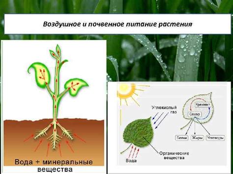 Почему почвенное питание важно