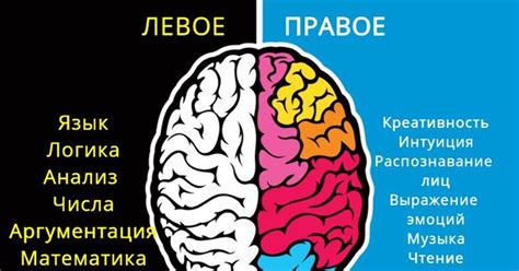 Почему правое полушарие мозга работает лучше?