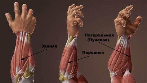 Почему приветствие за предплечье так важно в современном мире?