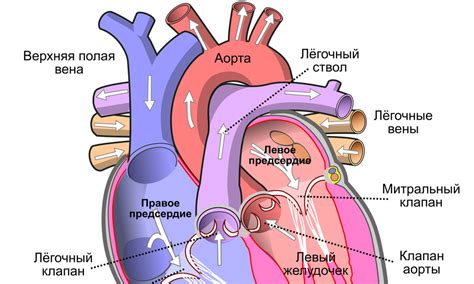 Почему происходит пропуск ударов сердца