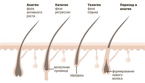 Почему растет фолликул волос?