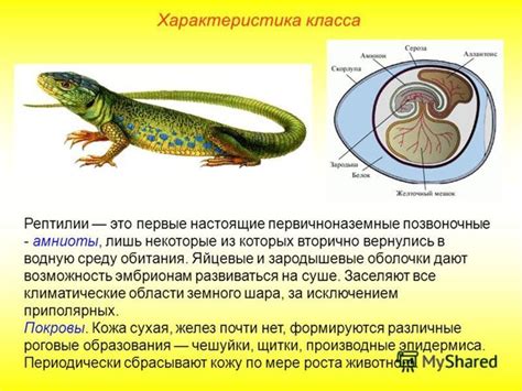 Почему систематическое положение животных важно?