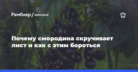 Почему смородина скручивает листья