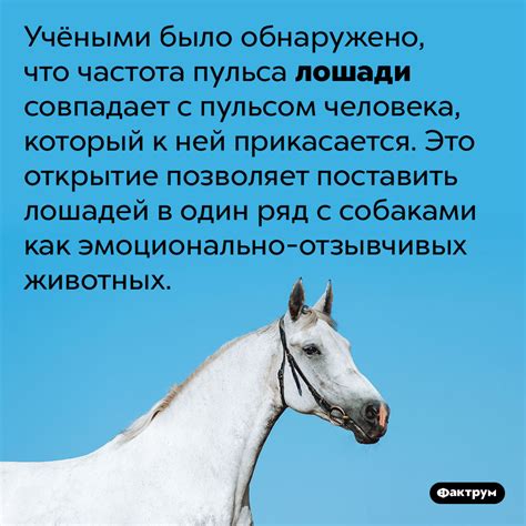 Почему сны с агрессивным поведением лошади по отношению к женщине могут вызывать беспокойство?