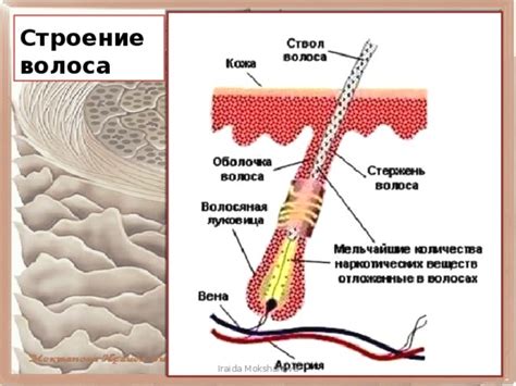 Почему структура волос влияет на наши ощущения