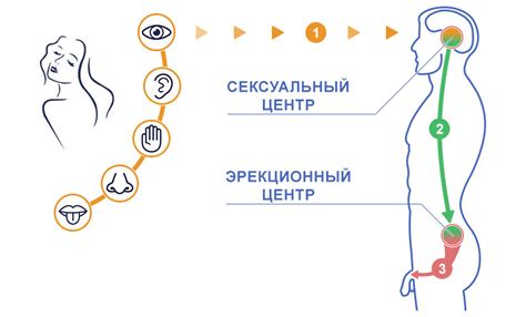 Почему утром исчезает эрекция? Разбираемся с проблемами потенции и способами их решения