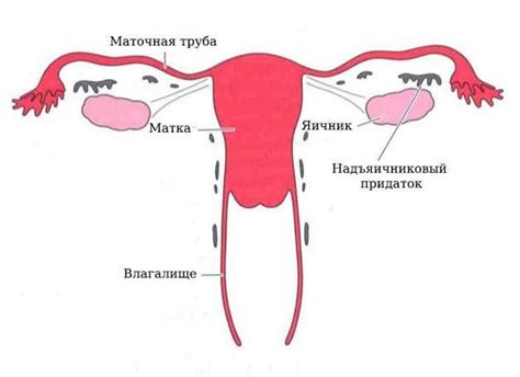 Почему у женщины может быть 3 яичка?