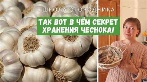 Почему чеснок не завязывается?