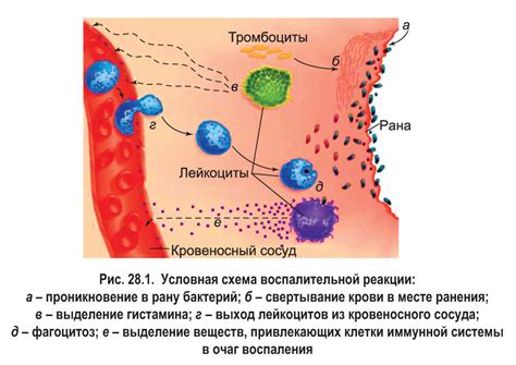 Почесал ухо: реакция организма на внешние факторы