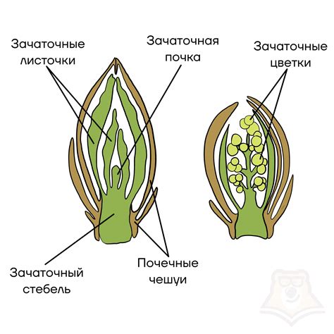 Почки роз: анатомия и строение