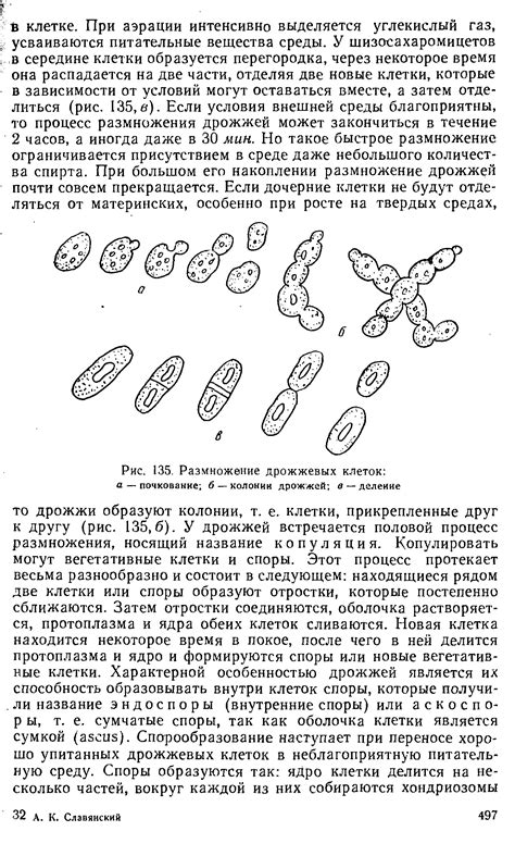 Почкование дрожжевых клеток