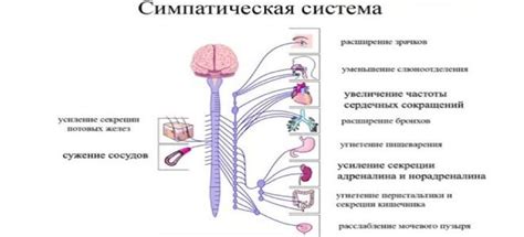 Пощекотать нервы: суть и влияние на организм