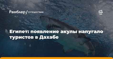 Появление акулы во сне у замужней женщины: разгадка сонной гадальни