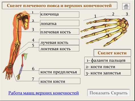 Пояс верхних конечностей: основные функции и назначение