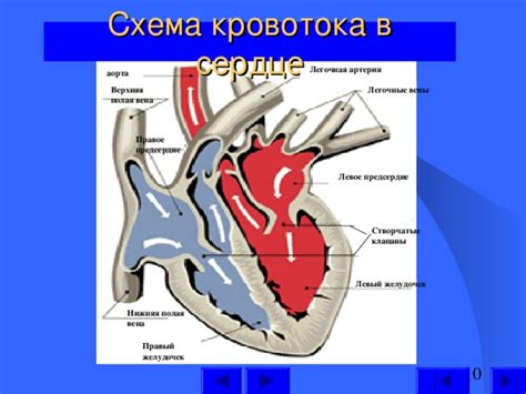 Правая маточная артерия: что это такое?