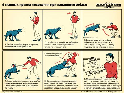 Правила безопасности для предотвращения мертвой хватки у собак