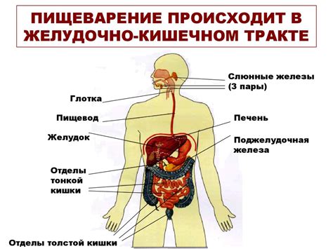 Правильное пищеварение и речь