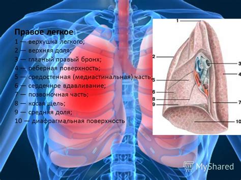 Правое легкое увеличено