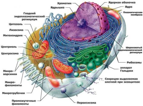 Практические примеры равных сторон клетки