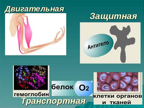 Практическое значение легких белков в медицине и науке