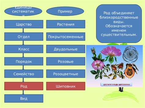 Практическое применение систематики растений