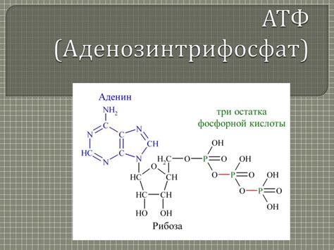 Превращение глюкозы в аденозинтрифосфат (АТФ)