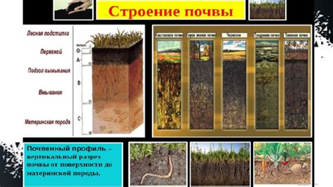 Предзнаменование успеха: важность вспаханной черной почвы