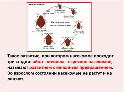 Предотвращение повторного появления насекомых в ночных видениях