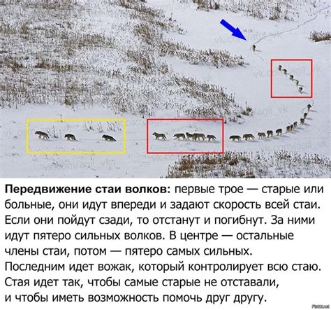 Представление о жеребцовом поведении