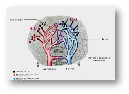 Представление о тонусе