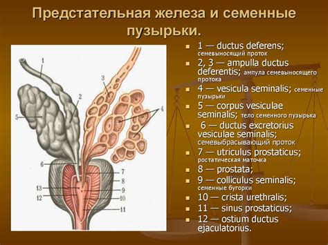 Предстательная железа: что это и как работает