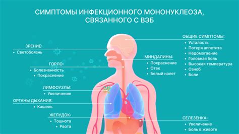 Предупреждение позднего положительного igg при мононуклеозе