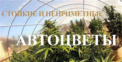 Преимущества автоцветущих семян