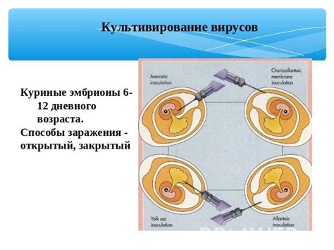 Преимущества использования Эмбриона 5АА