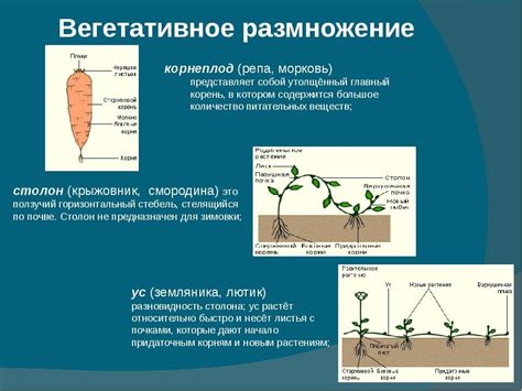 Преимущества использования подвоя вегетативного