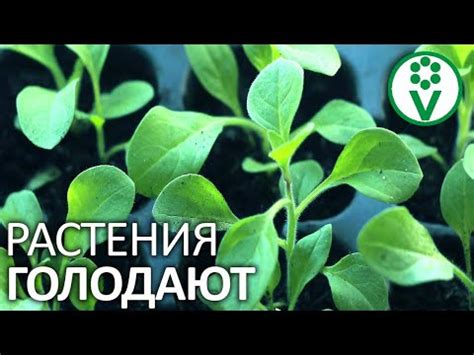 Преимущества использования формы хелат