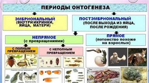 Преимущества и недостатки прямого постэмбрионального развития