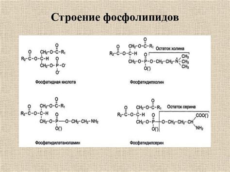 Преимущества и полезные свойства эссенциальных фосфолипидов