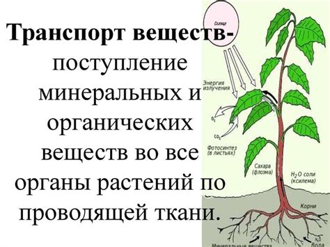 Преимущества не фитотоксичных веществ для растений