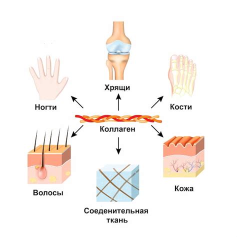 Преимущества поджаренной кожи для организма