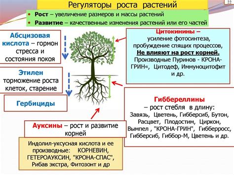 Преимущества роста растений на легкой земле