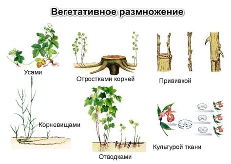 Преимущества самоопыления в размножении растений