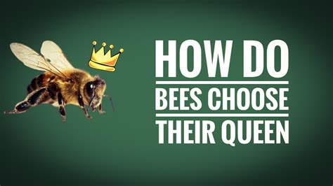 Преимущества pick the bee