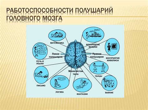 Преобладание левого полушария и его роль в формировании поведенческих особенностей