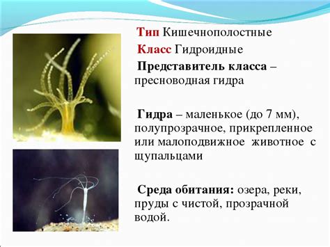 Пресноводная семга Сайда: особенности образа жизни и размножения