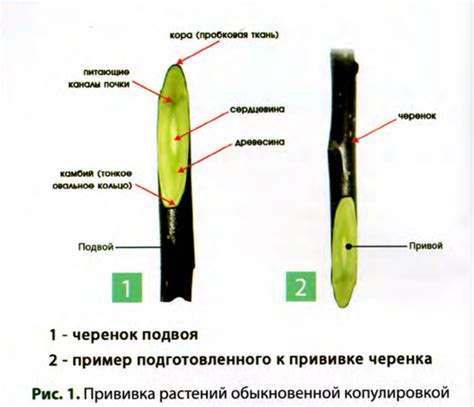 Прививка растений: смысл, особенности, преимущества и виды