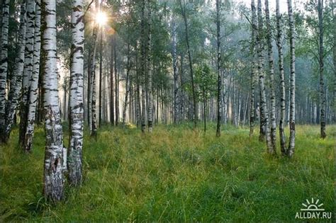 Привлекательность березовых теней