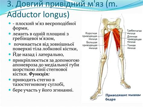 Приводящая мышца: структура и функции