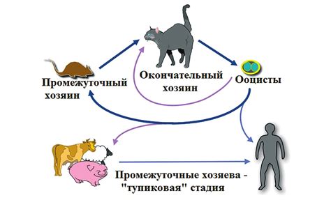 Привычные методы лечения токсоплазмоза